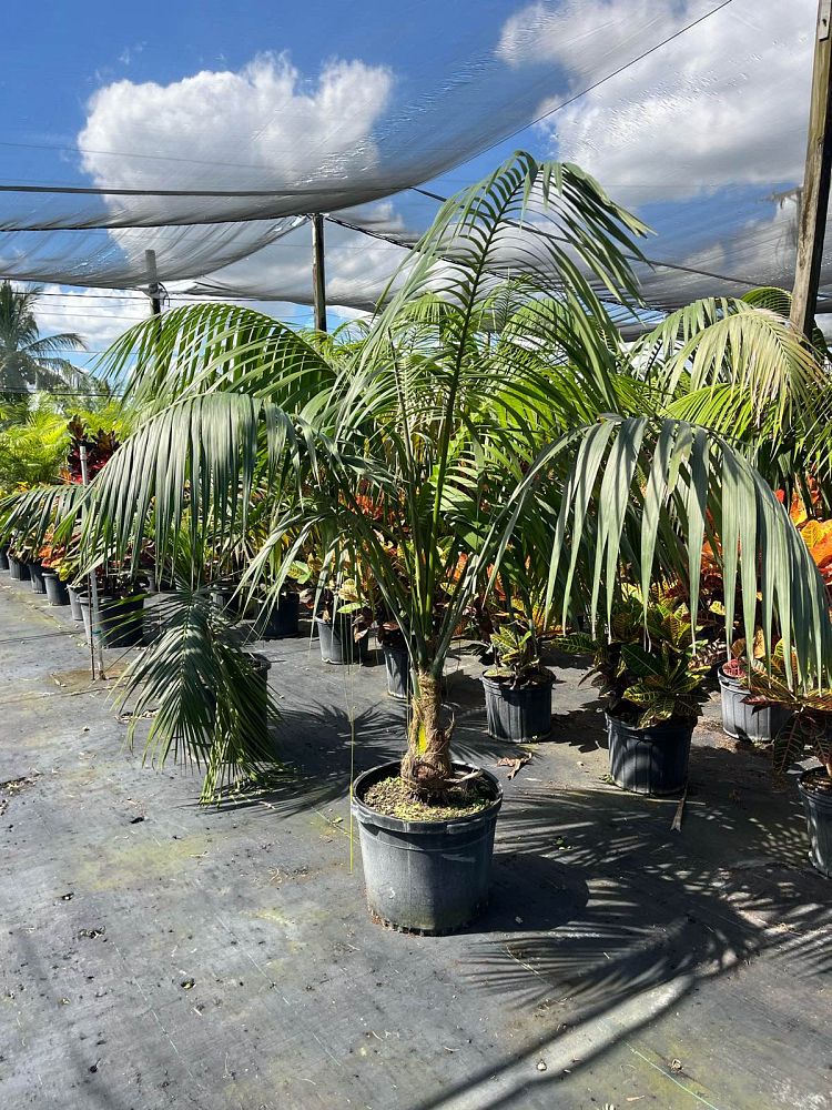 howea-forsteriana-kentia-palm