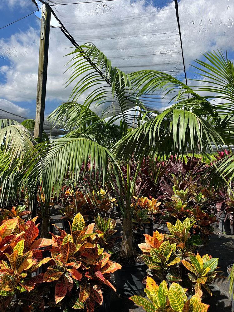 howea-forsteriana-kentia-palm
