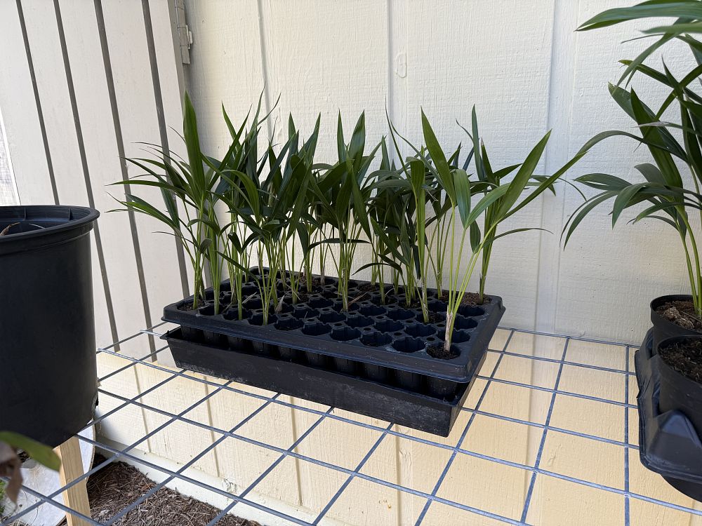 howea-forsteriana-kentia-palm