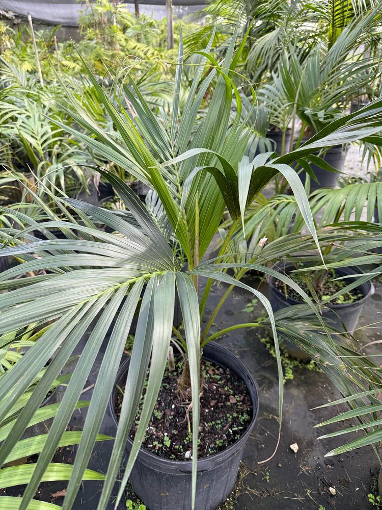 howea-forsteriana-kentia-palm