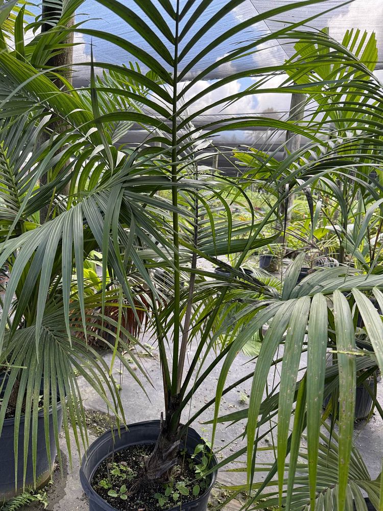 howea-forsteriana-kentia-palm