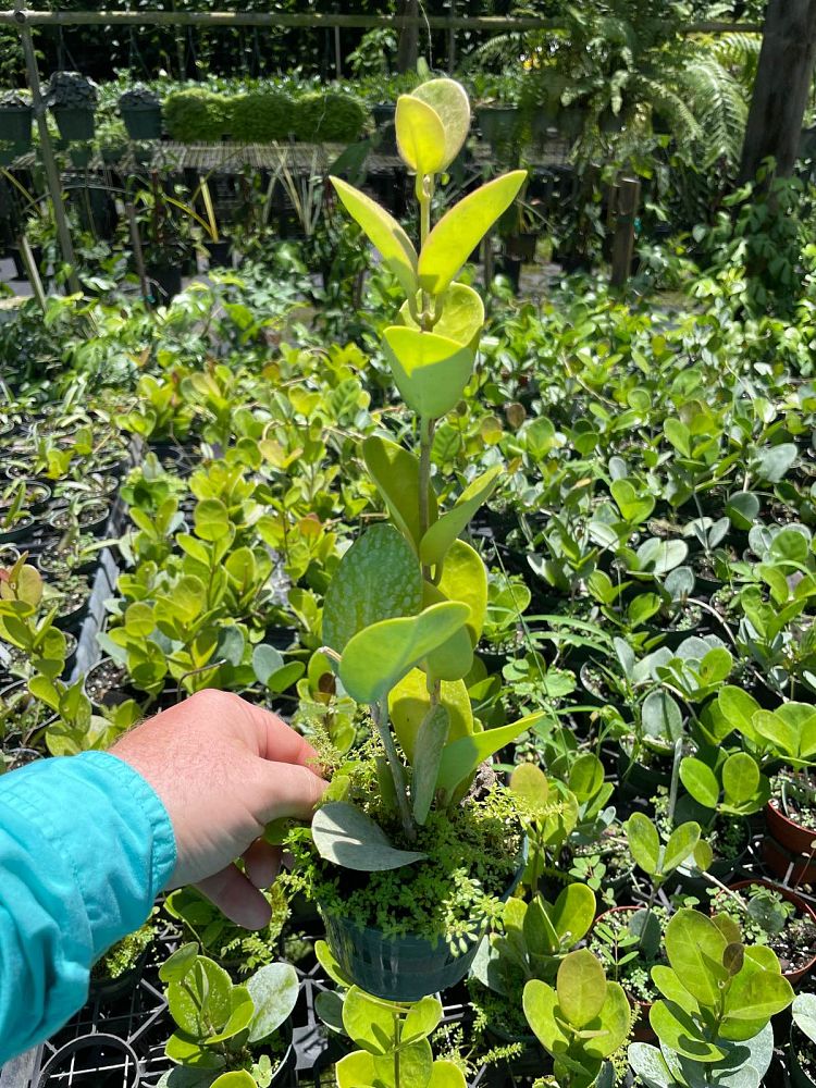 hoya-australis-australian-waxflower-porcelain-flower-wax-plant