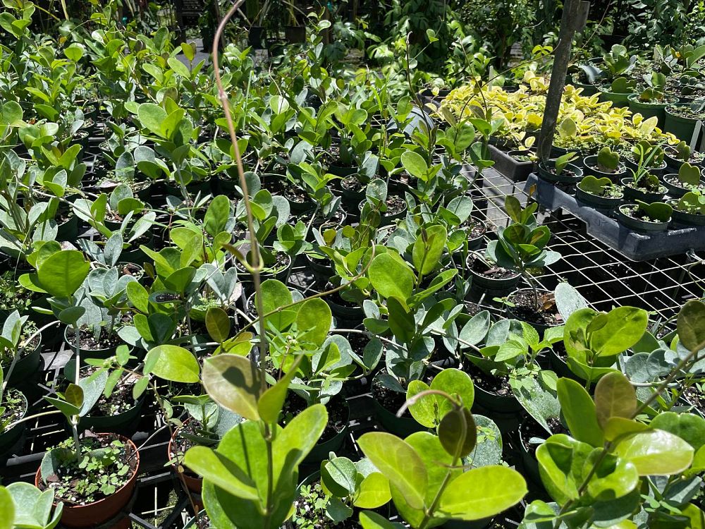 hoya-australis-australian-waxflower-porcelain-flower-wax-plant