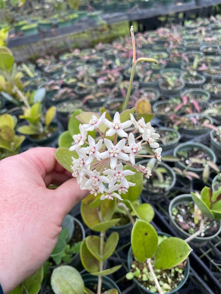 hoya-australis-australian-waxflower-porcelain-flower-wax-plant