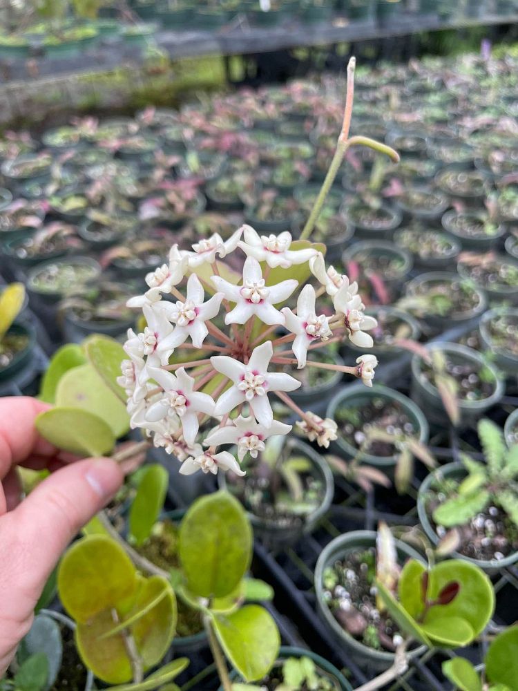 hoya-australis-australian-waxflower-porcelain-flower-wax-plant