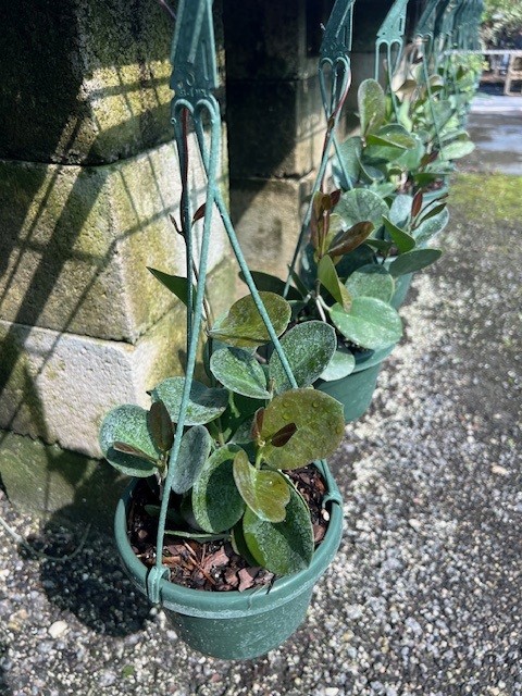 hoya-australis-tenuipes-porcelain-flower-wax-plant
