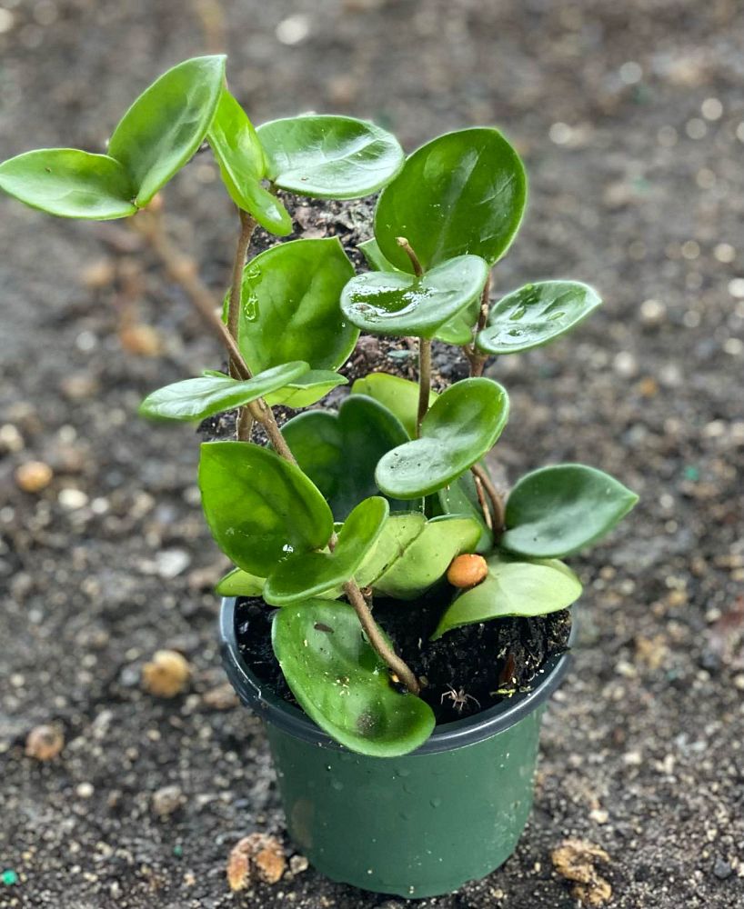 hoya-carnosa-chelsea-wax-vine-plant