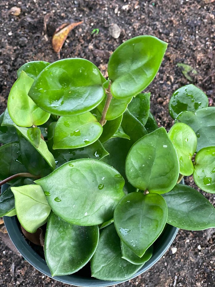 hoya-carnosa-chelsea-wax-vine-plant