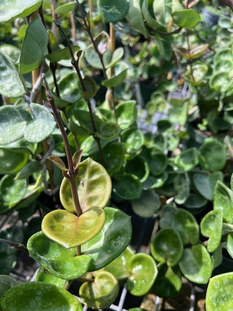 hoya-carnosa-chelsea-wax-vine-plant