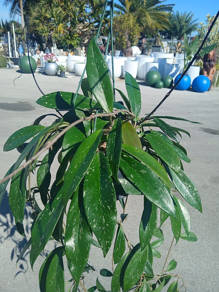 hoya-carnosa-grey-ghost-porcelain-flower-wax-plant