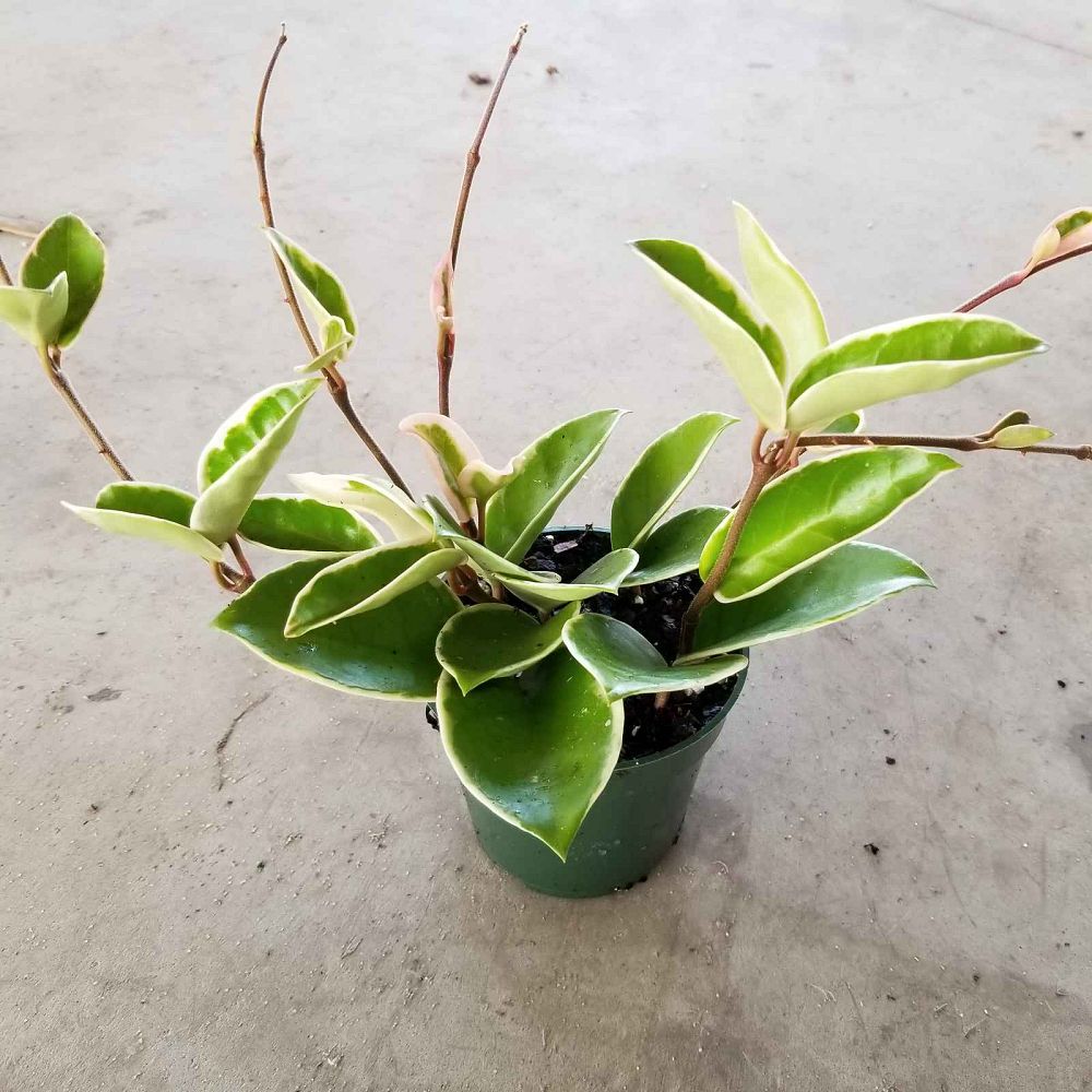 hoya-carnosa-krimson-queen-wax-vine-plant