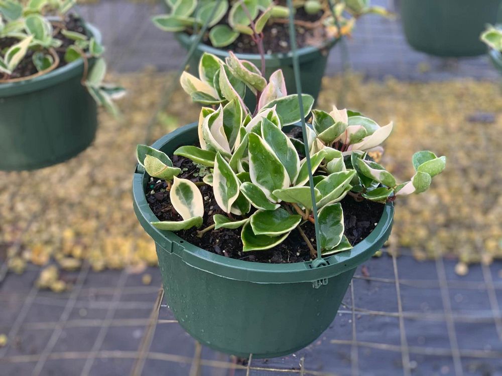 hoya-carnosa-krimson-queen-wax-vine-plant