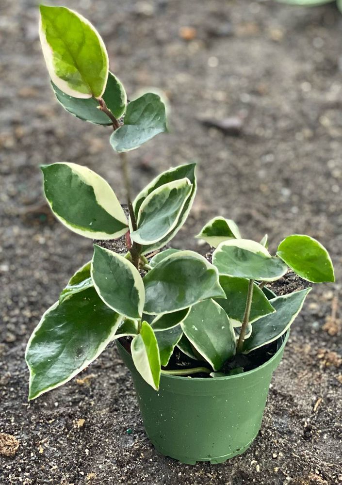 hoya-carnosa-krimson-queen-wax-vine-plant