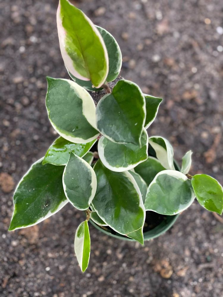 hoya-carnosa-krimson-queen-wax-vine-plant