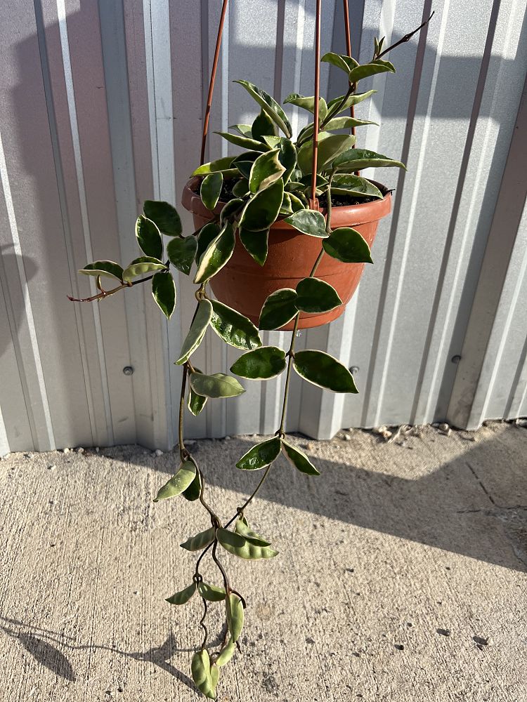 hoya-carnosa-krimson-queen-wax-vine-plant