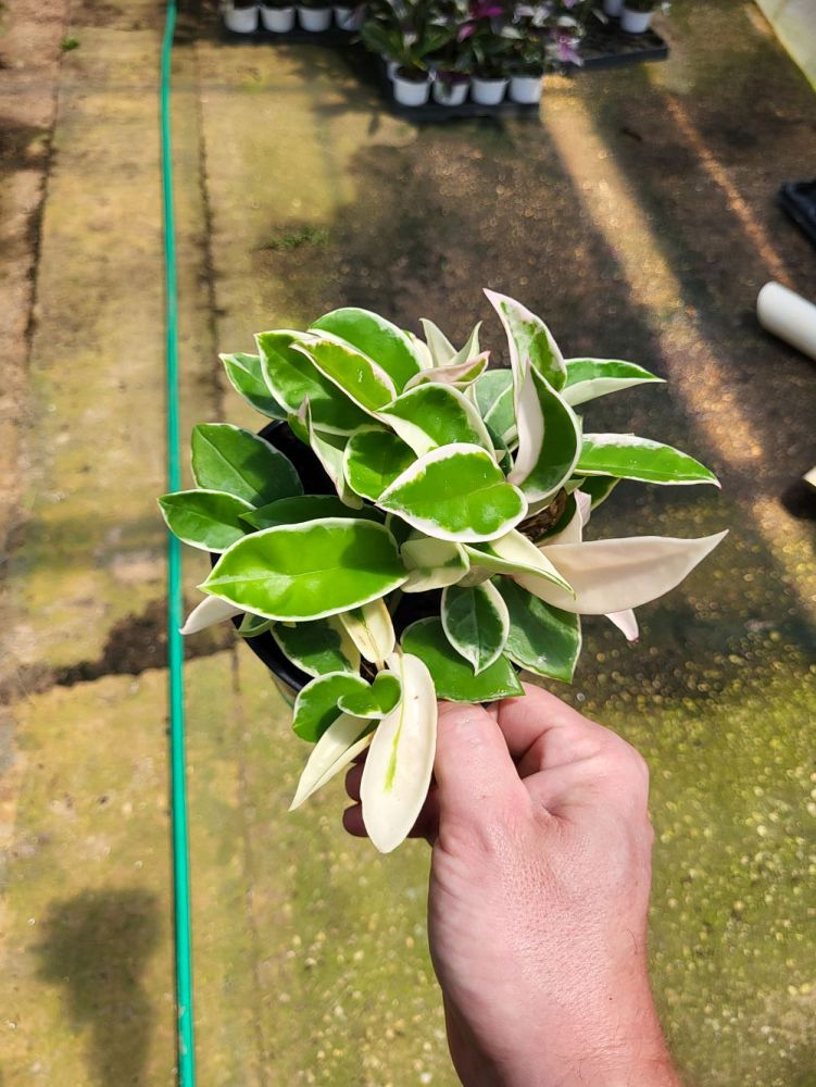 hoya-carnosa-krimson-queen-wax-vine-plant