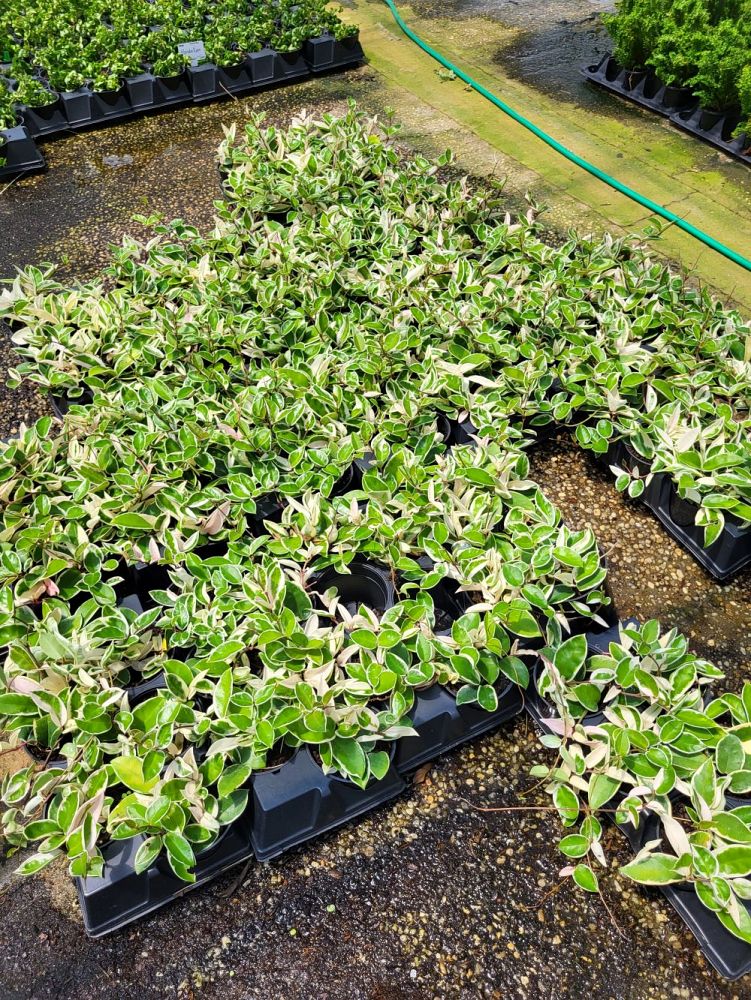 hoya-carnosa-krimson-queen-wax-vine-plant
