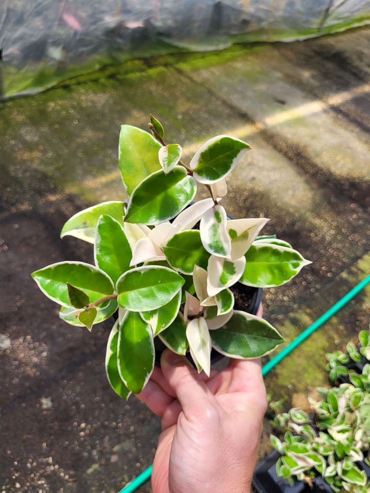 hoya-carnosa-krimson-queen-wax-vine-plant