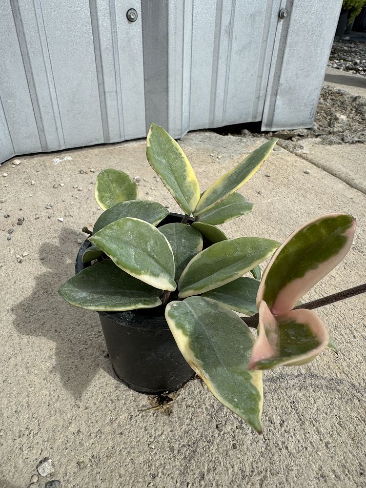 hoya-carnosa-krimson-queen-wax-vine-plant