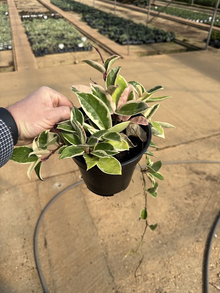 hoya-carnosa-krimson-queen-wax-vine-plant