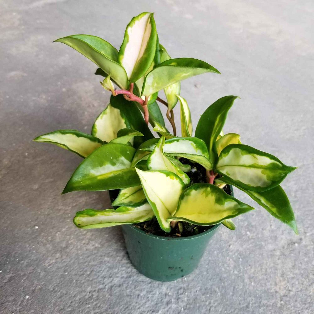 hoya-carnosa-tricolor-porcelain-flower-variegated-wax-plant-wax-plant