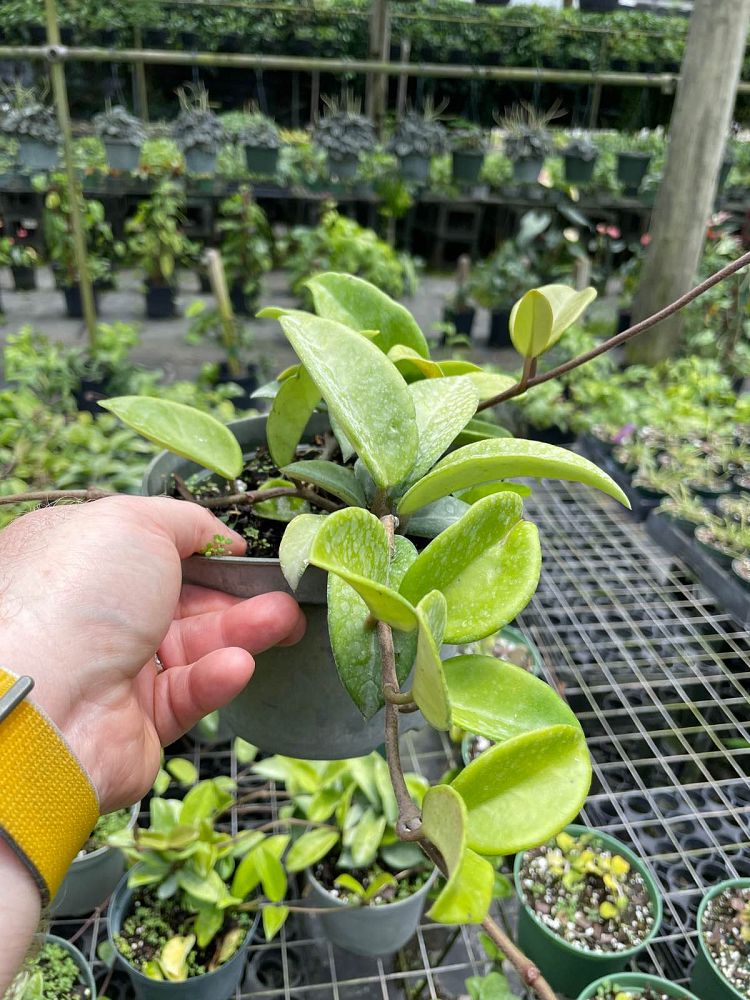 hoya-carnosa-tricolor-porcelain-flower-variegated-wax-plant-wax-plant