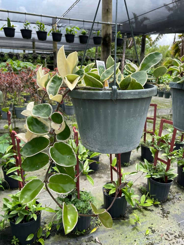 hoya-carnosa-tricolor-porcelain-flower-variegated-wax-plant-wax-plant