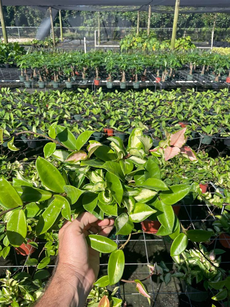hoya-carnosa-tricolor-porcelain-flower-variegated-wax-plant-wax-plant