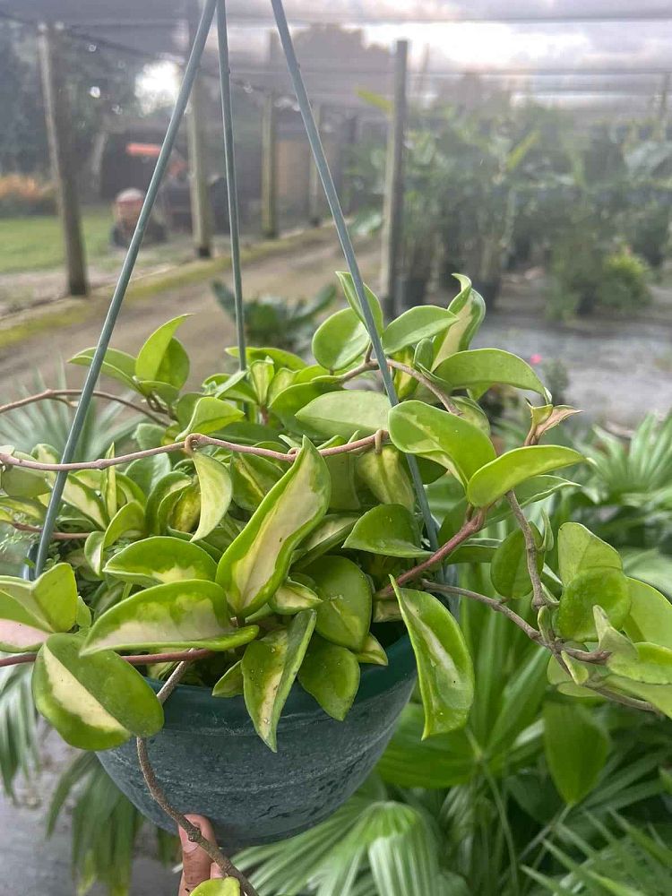 hoya-carnosa-variegata-wax-vine-plant