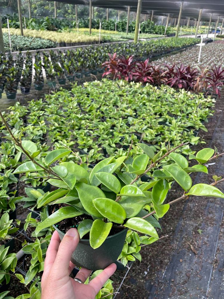 hoya-carnosa-wax-vine-plant