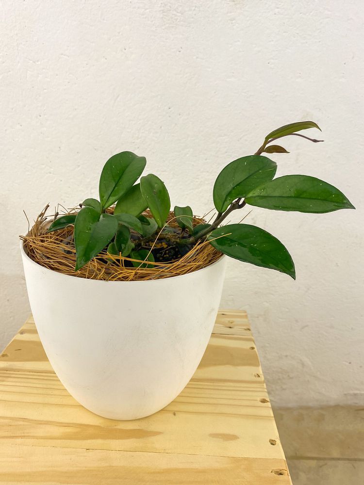 hoya-carnosa-wax-vine-plant