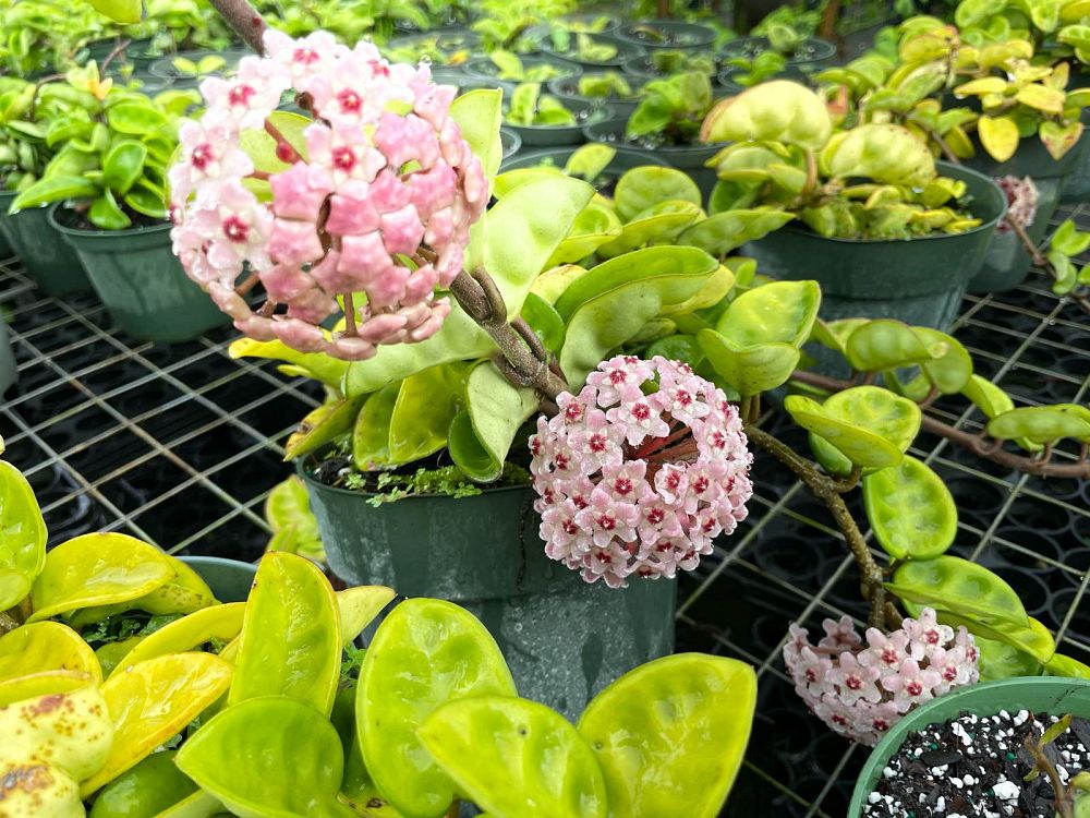 hoya-compacta-angel-rope-hindu-rope-indian-rope-porcelain-flower-wax-plant