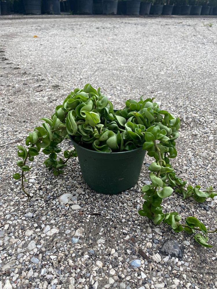 hoya-compacta-angel-rope-hindu-rope-indian-rope-porcelain-flower-wax-plant