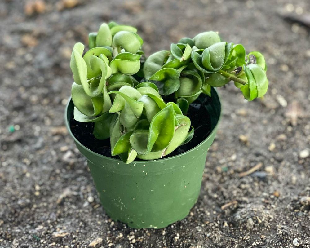 hoya-compacta-angel-rope-hindu-rope-indian-rope-porcelain-flower-wax-plant