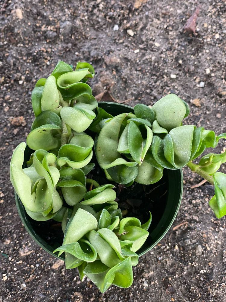 hoya-compacta-angel-rope-hindu-rope-indian-rope-porcelain-flower-wax-plant