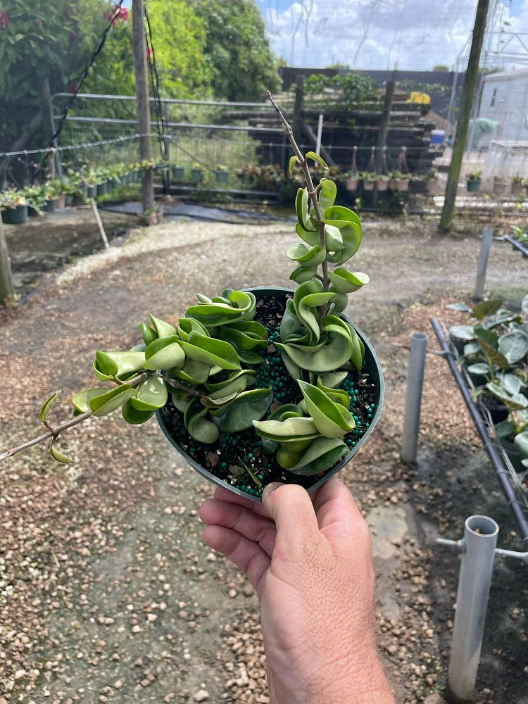 hoya-compacta-angel-rope-hindu-rope-indian-rope-porcelain-flower-wax-plant