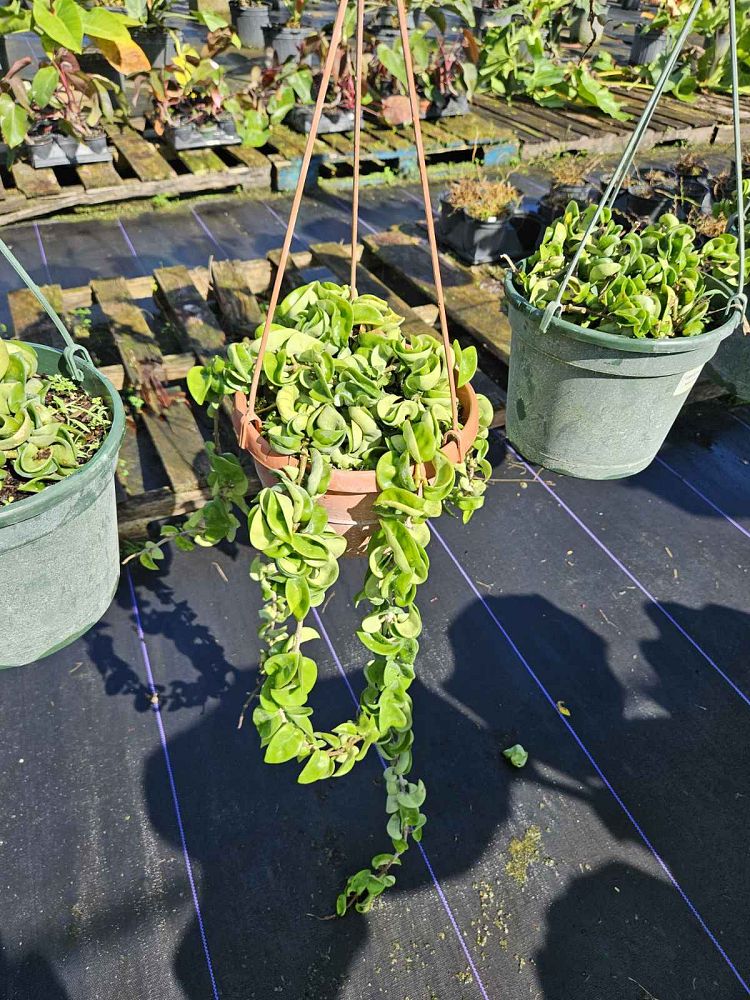 hoya-compacta-angel-rope-hindu-rope-indian-rope-porcelain-flower-wax-plant