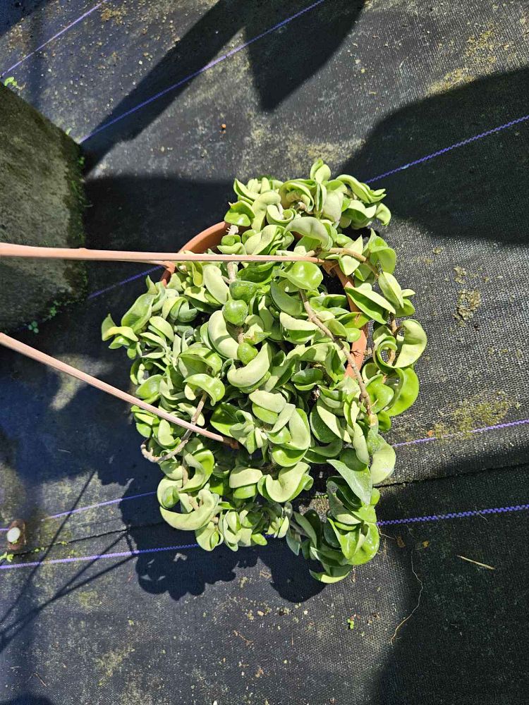 hoya-compacta-angel-rope-hindu-rope-indian-rope-porcelain-flower-wax-plant