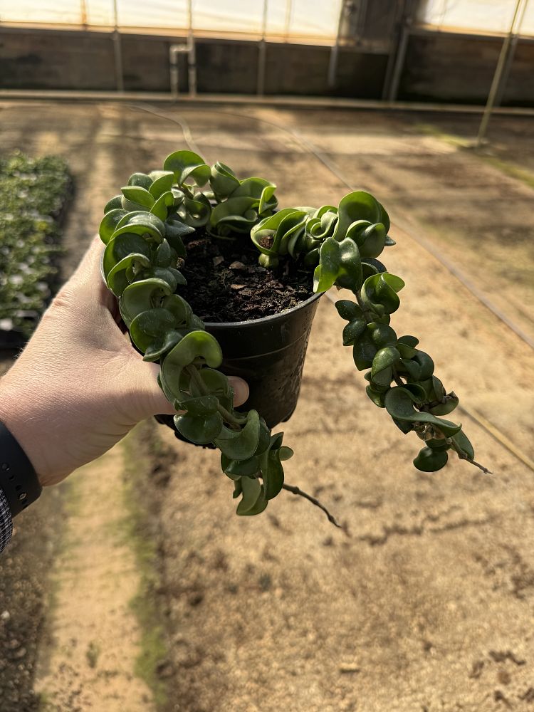 hoya-compacta-angel-rope-hindu-rope-indian-rope-porcelain-flower-wax-plant