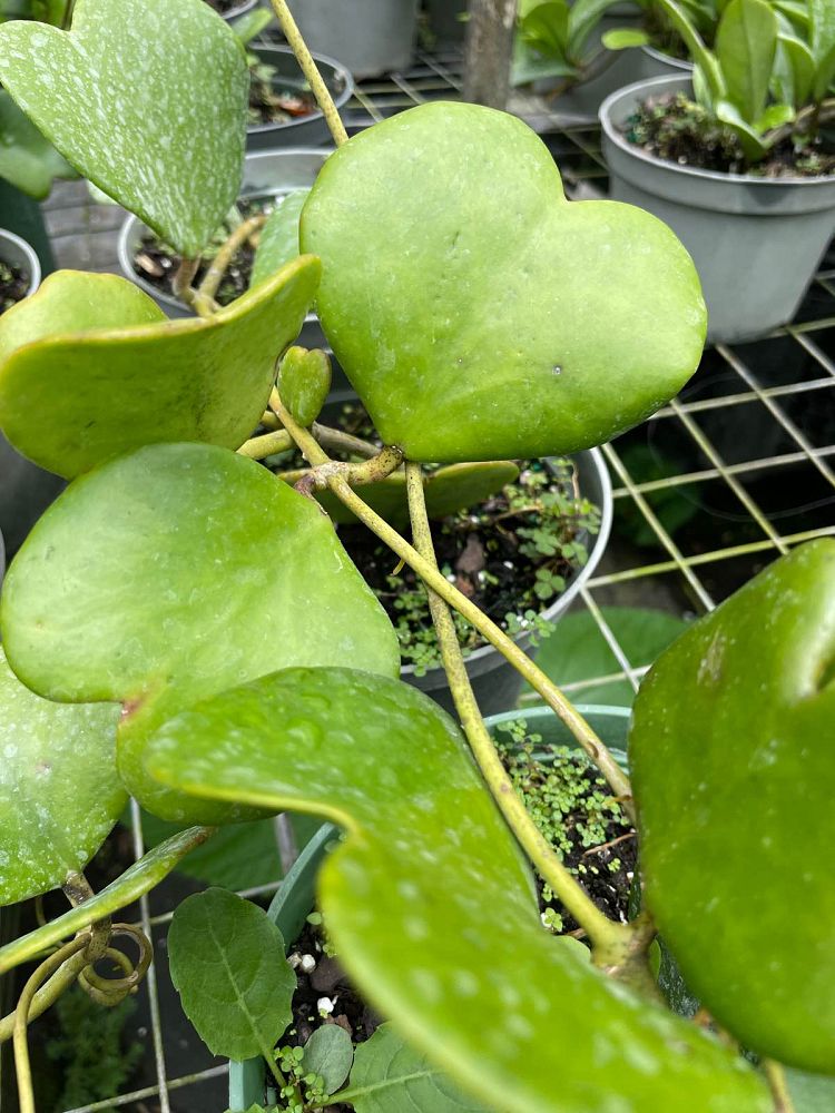 hoya-kerrii-heart-leaf-hoya