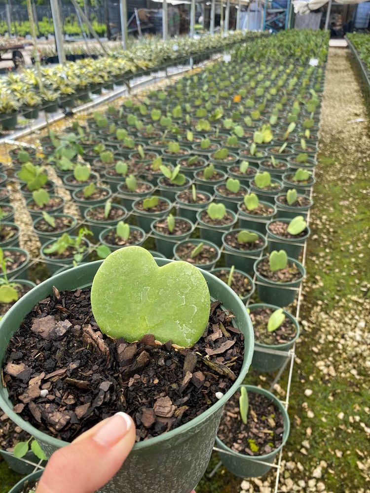 hoya-kerrii-heart-leaf-hoya