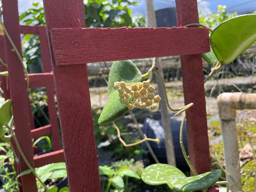 hoya-kerrii-heart-leaf-hoya