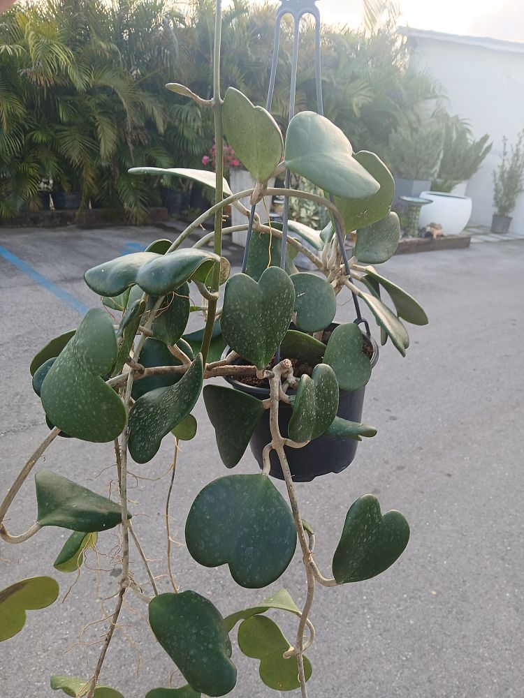 hoya-kerrii-heart-leaf-hoya