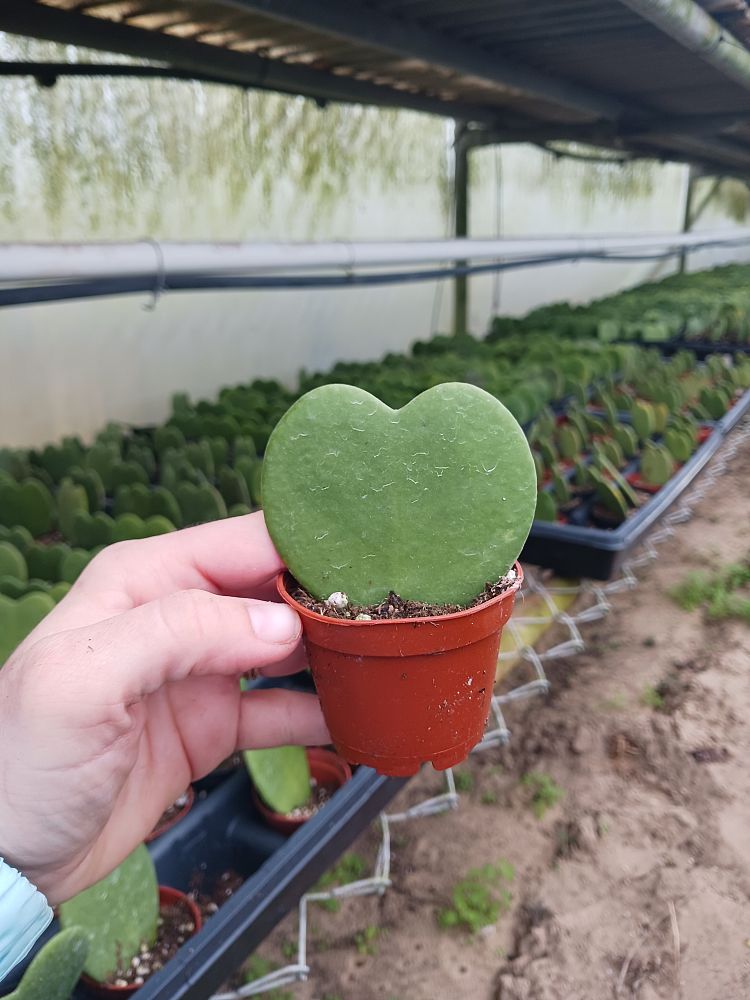 hoya-kerrii-medio-picta-porcelain-flower-sweetheart-hoya-valentine-hoya-wax-plant-wax-hearts