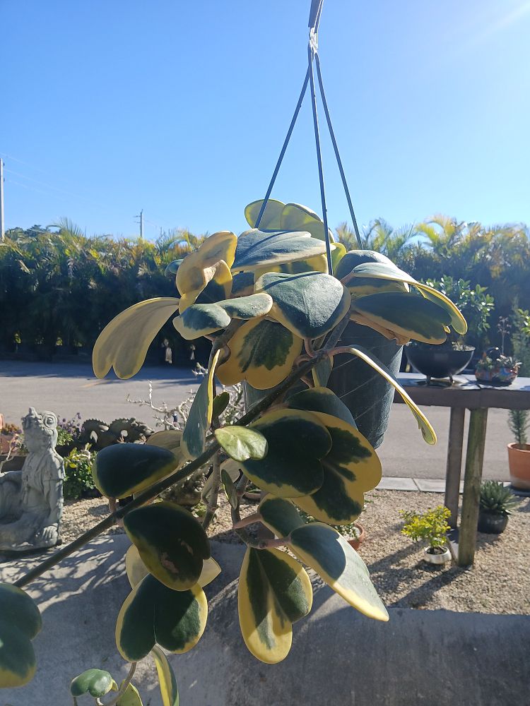 hoya-kerrii-variegata-variegated-heart-leaf-hoya