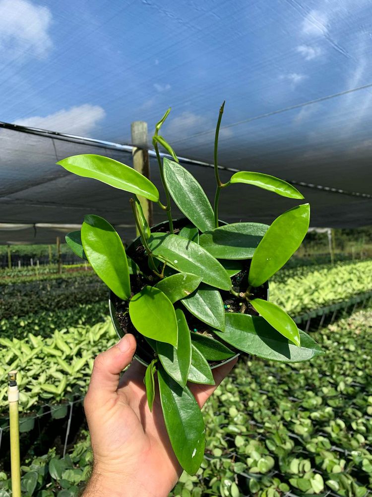 hoya-meliflua-fraterna-porcelain-flower-wax-plant