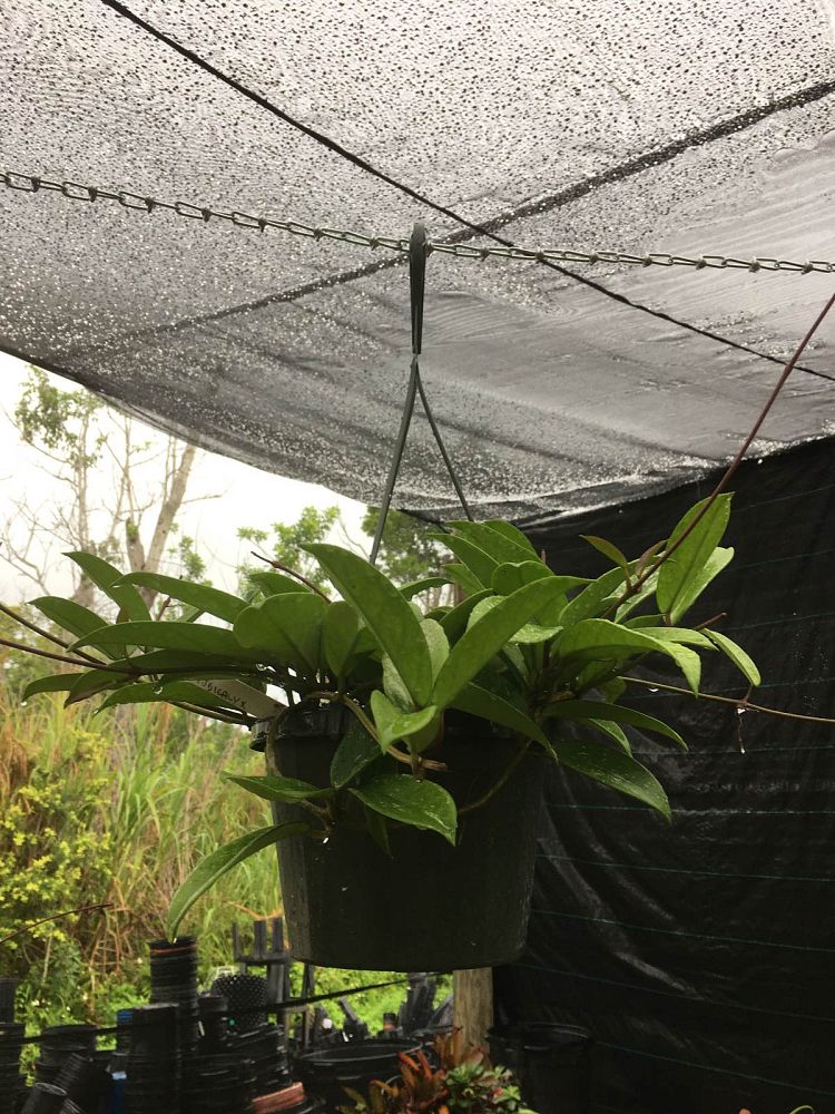 hoya-pubicalyx