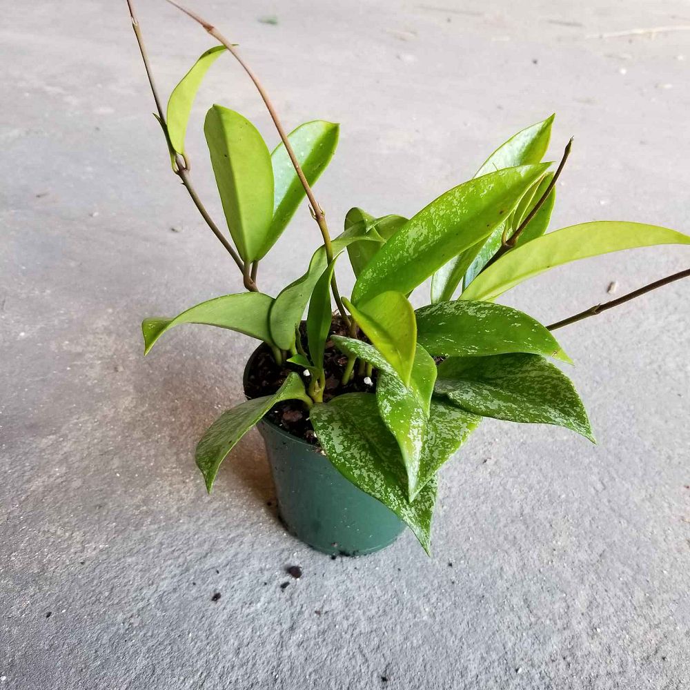 hoya-pubicalyx