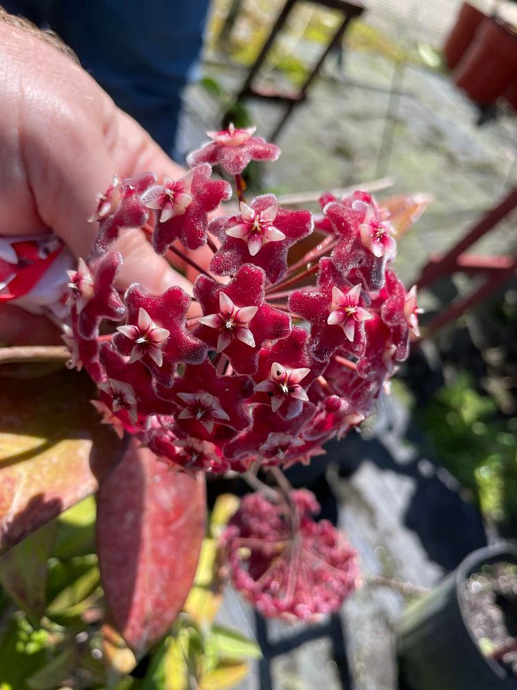 hoya-pubicalyx