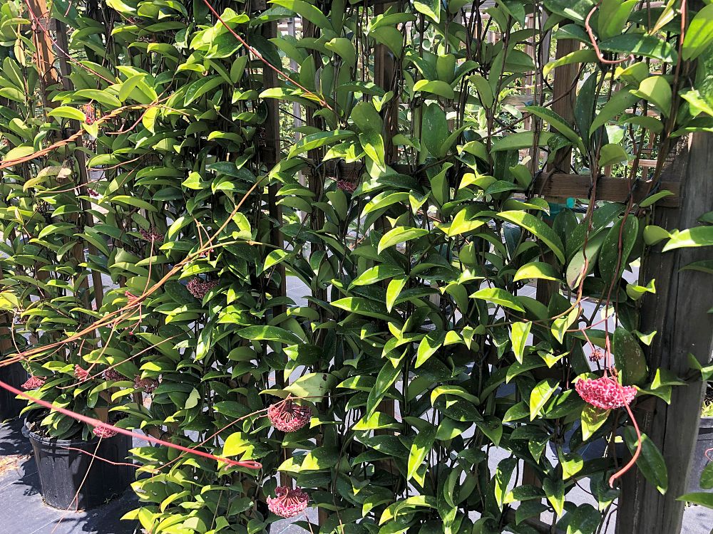 hoya-pubicalyx